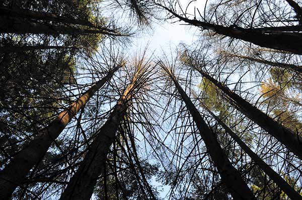 Douglas Fir Beetle Kill