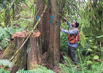 dying cedar