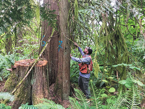 dying cedar