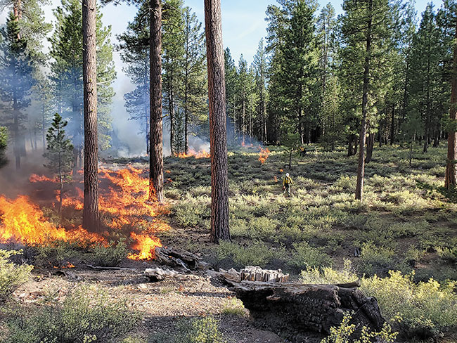 Prescribed Fire Burn