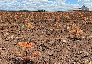 Reforestation efforts