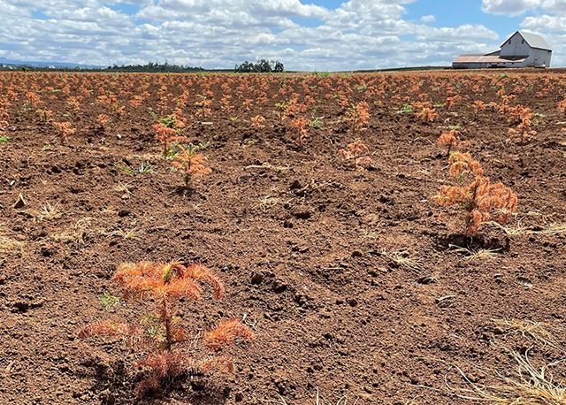 Reforestation efforts